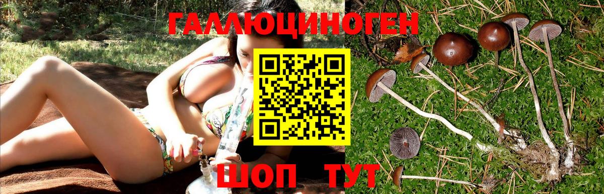 Галлюциногенные грибы Psilocybine cubensis Амурск